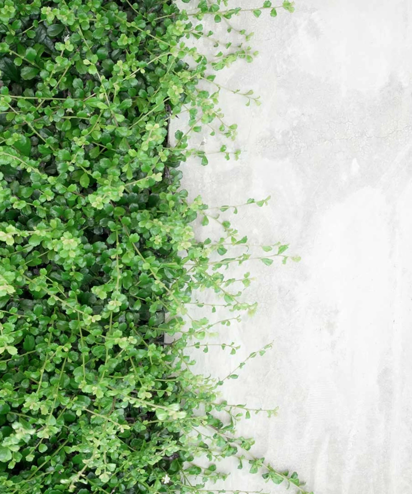 GFT Image - Sustainability - 01 gft-image-sustainability-04.jpg